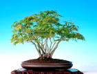 Clump bonsai