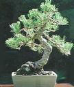 Informal upright bonsai