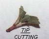 Fuchsia Cutting