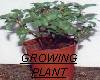 Growing Fuchsia Plants