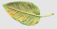 Fuchsia Rust