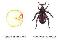 Vine Weevil