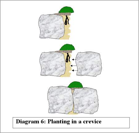 planting in a crevice