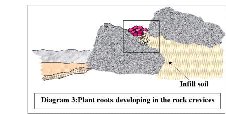 Plant root developing