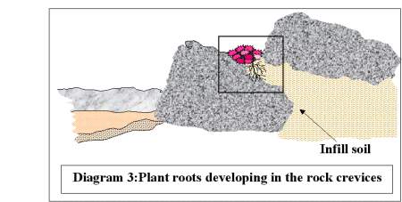 Plant root developing