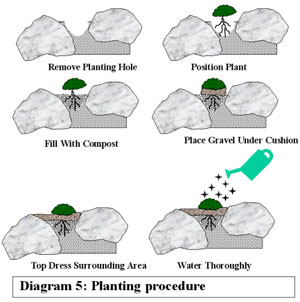 Planting in rock garden