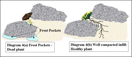 plants in pockets