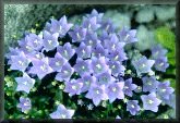 Plant in trough garden