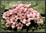 Planting a trough garden