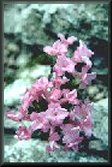 Plant in trough garden