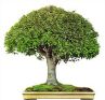 Broom bonsai