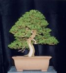 Chinese Juniper