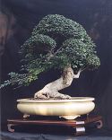 Chinese Elm