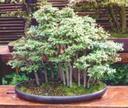Group / Forest bonsai