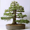Formal upright bonsai
