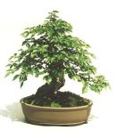 Hornbeam