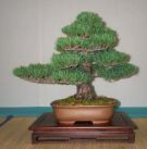 Japanese White Pine