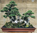 Raft bonsai