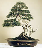 Bonsai showing Jin and Shari