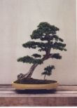 Slanting bonsai