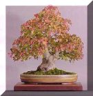 Trident Maple