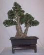 Twin trunk bonsai