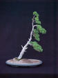 Windswept bonsai