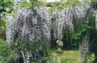 Wisteria