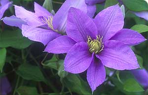 clematis