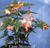 Cane-like Begonias