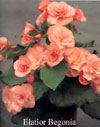 Elatior begonias