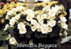 Hiemalis begonias