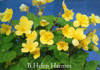 Helen Harmes
