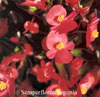 Semperflorens Begonias