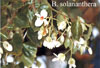 solananthera