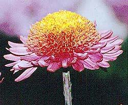 Late Flowering Anemones