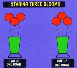 3 blooms