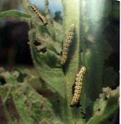 caterpillar