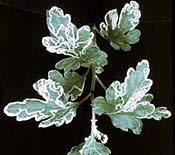 leaf miner