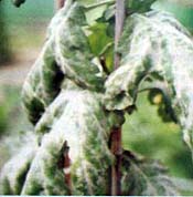 Powdery mildew