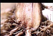 fusairum root rot