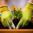 Planting up