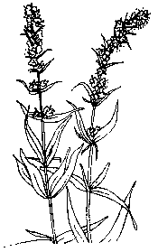 Hyssop