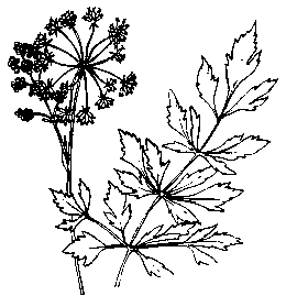 Lovage