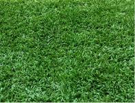 Artificial grass