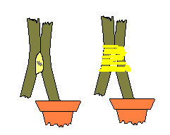 Approach Grafting