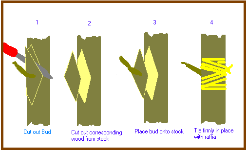 Chip Budding