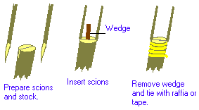 Cleft Graft