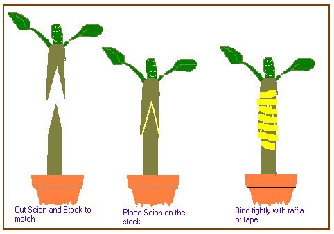 Saddle grafting