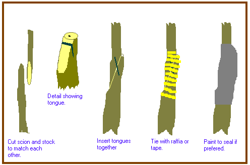 Stages in Whip Grafting